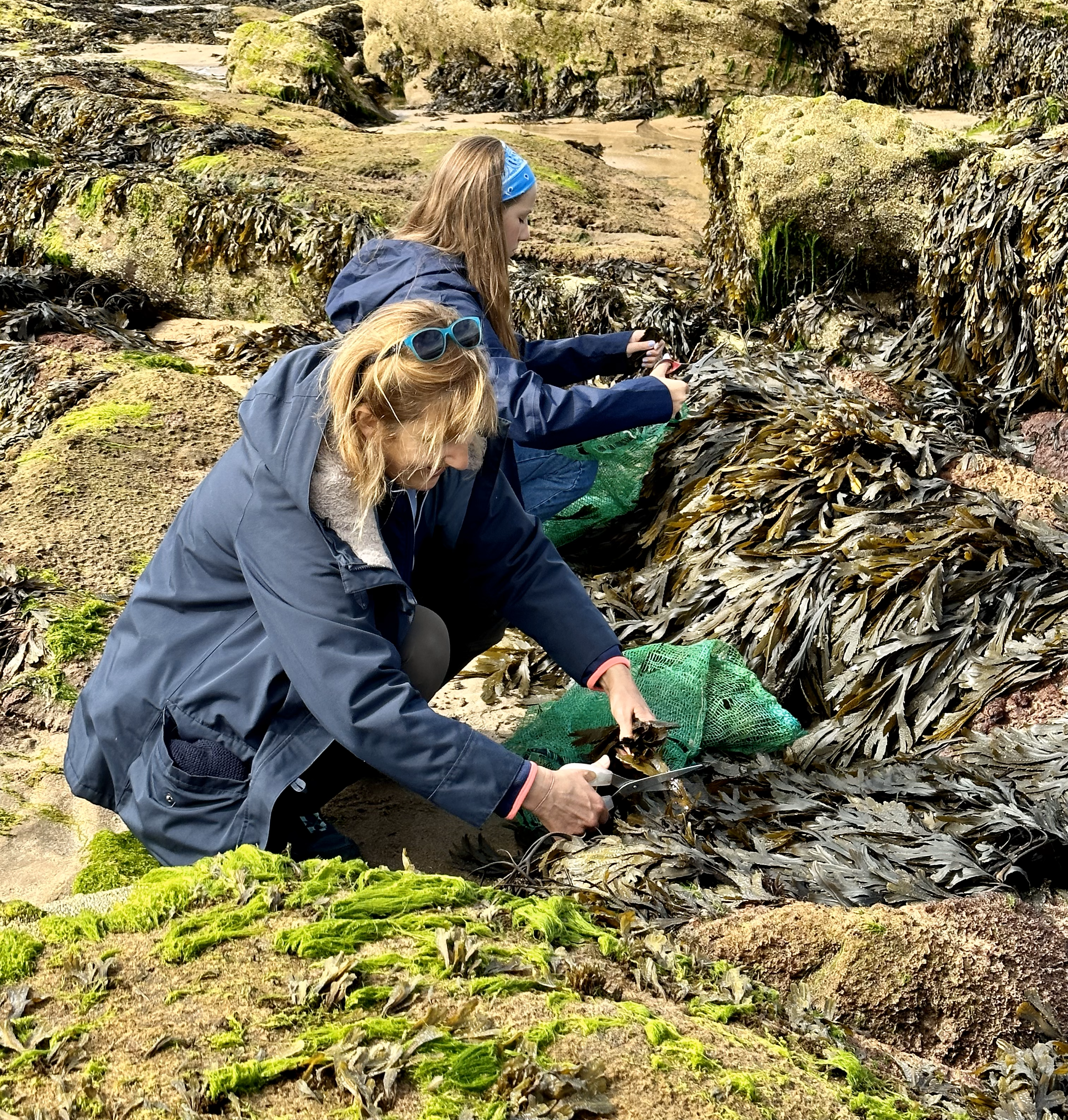 Volunteers harvesting seaweed